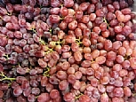 進(jìn)口無(wú)籽紅提
