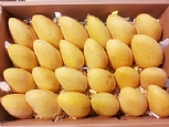 臺(tái)農(nóng)芒