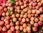 桂味